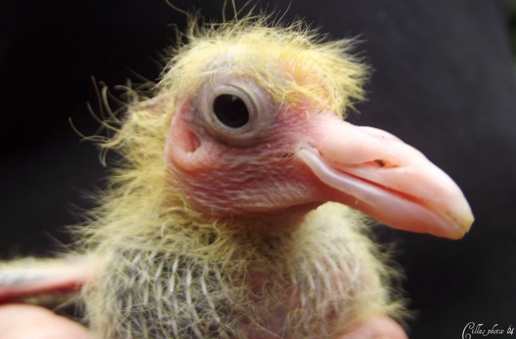 A Quoi Ressemble Un Bebe Pigeon Photos Et Explications